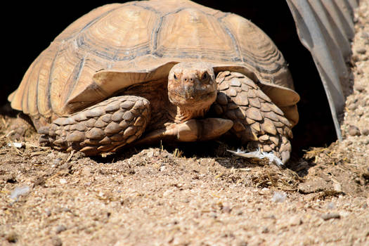 Strangest Petting Zoo - Tortoise