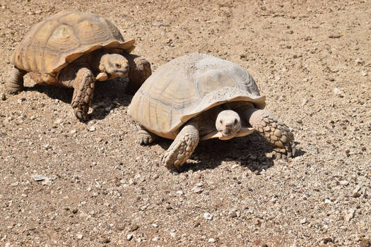 Strangest Petting Zoo - Tortoises racing
