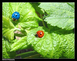 Ladybugs