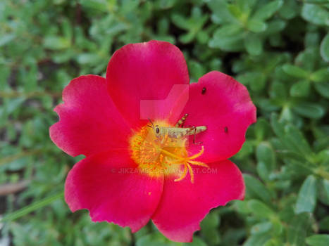 Pink and Yellow Moss Rose with a Visitor