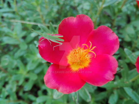 Pink and Yellow Moss Rose with a Visitor 2