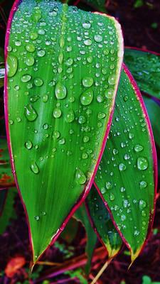 Cordyline Shaded