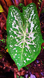 Caladium Bicolour