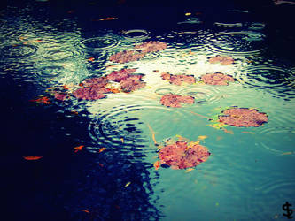 Leaves on the water