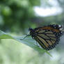 Danaus plexippus (Monarch butterfly) Side View