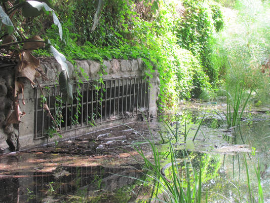 Overflowing Overgrowth