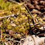 Forest Dragonfly