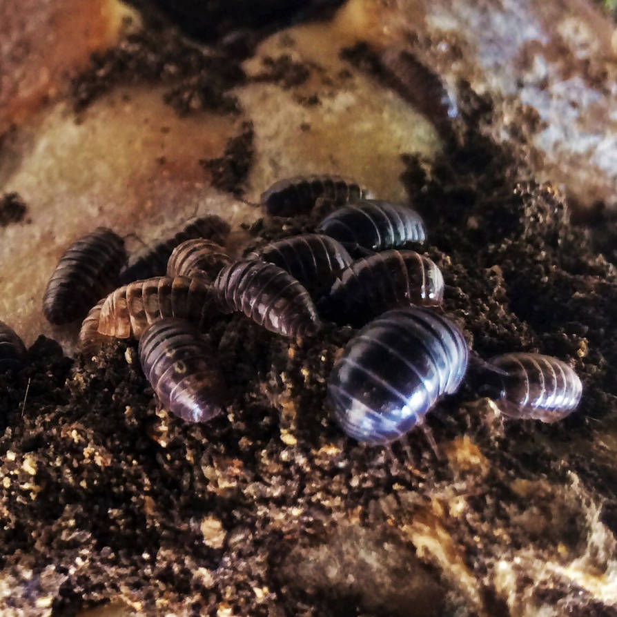 Rolly Polly by UnderTallTrees on DeviantArt