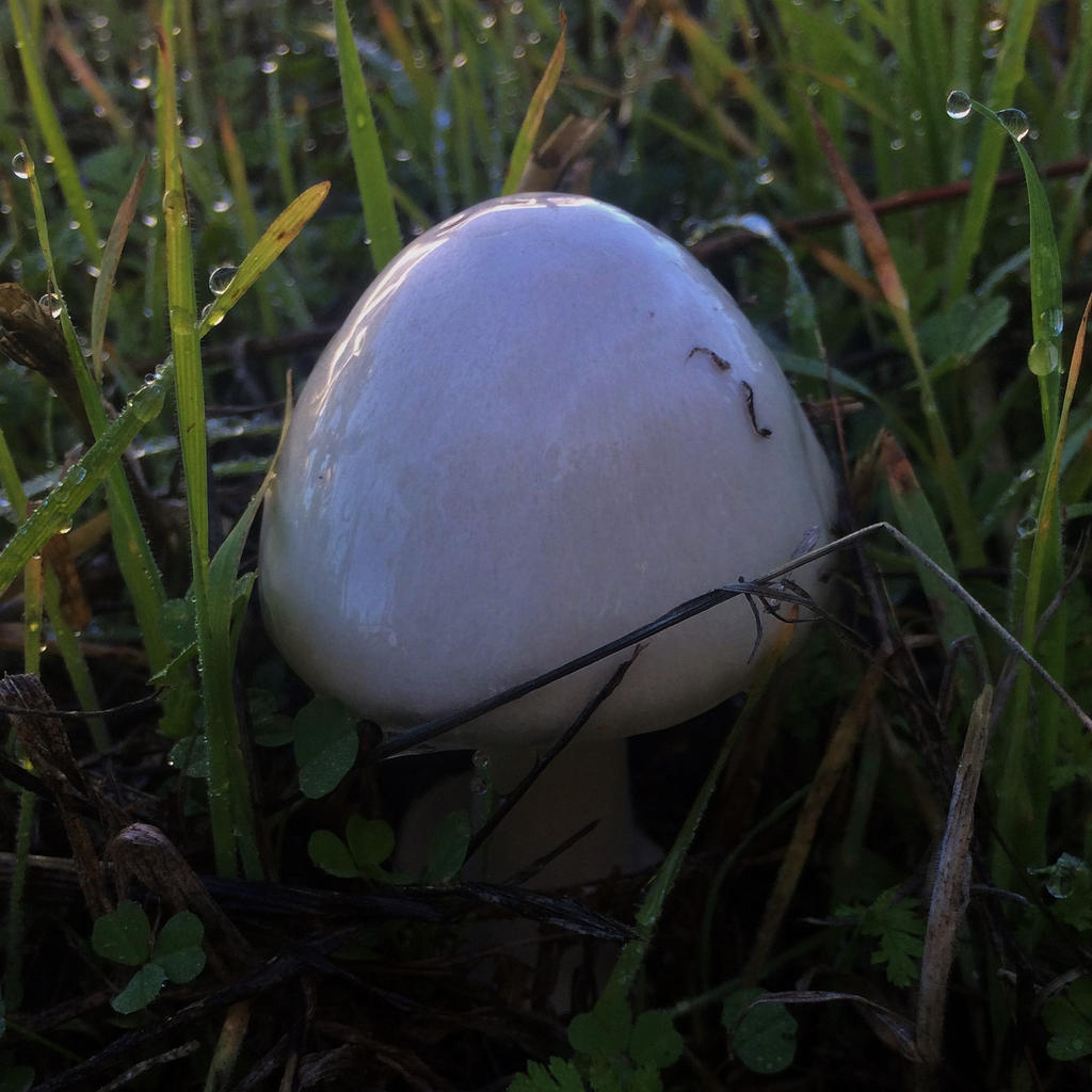 Dewey Mushroom