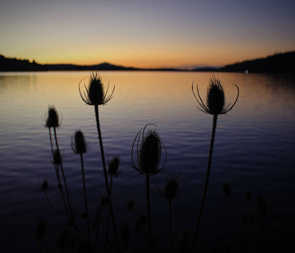 Teasel Silhouettes on Dexter Reservoir