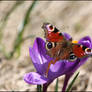 Butterflies waking.