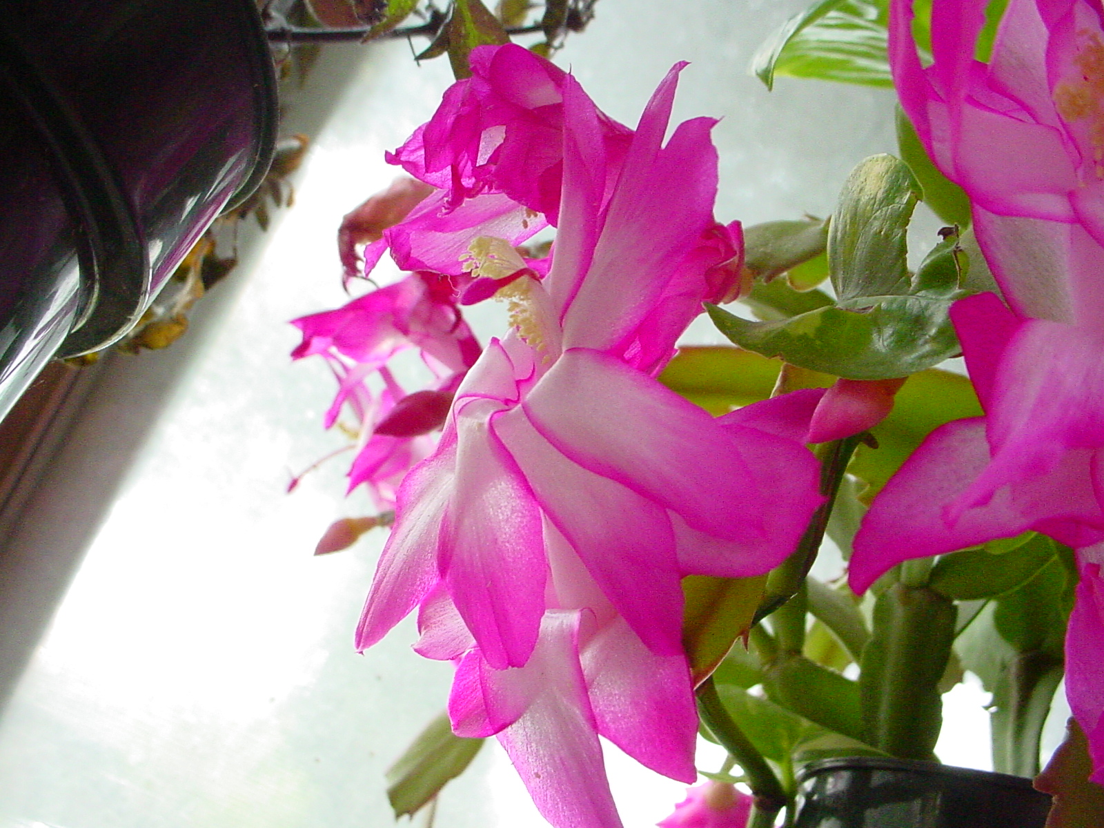 Cactus Flower 5