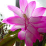Cactus Flower 6