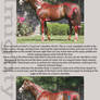 Ponies Tutorial - Part 1