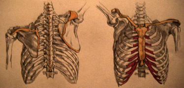 Rib Cage