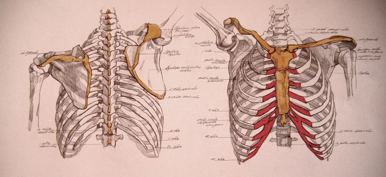 Верхний край ребра. 1 Ребро анатомия. Ребра анатомия Синельников. Борозда ребра анатомия. Атлас Синельникова ребра.