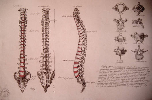 Spine, backbone