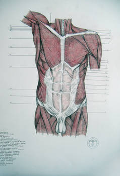 Muscles of torso, abdomen