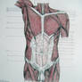 Muscles of torso, abdomen