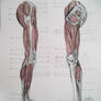 Muscles of legs. Sides