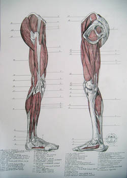 Muscles of legs. Sides