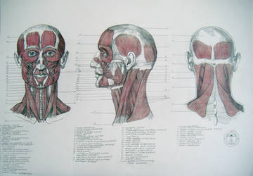 Muscles of head and neck