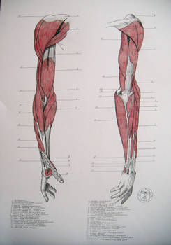 Muscles of arm