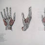 Muscles of hand