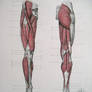 Muscles of legs. Front and back