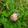 Snail