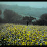 Crows Field II