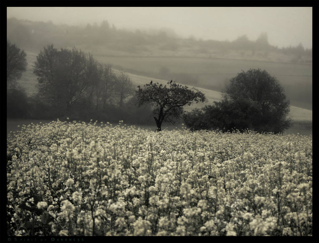 Crows Field by Spiritofdarkness