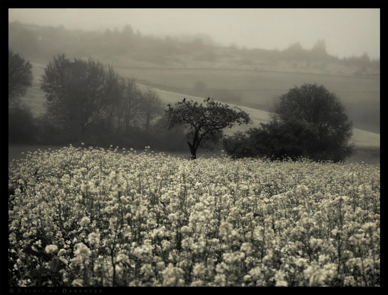 Crows Field by Spiritofdarkness