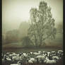 Fog Sheep I
