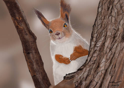 Red Squirrel