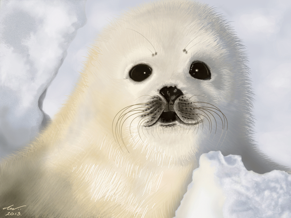 Painting of white seal pup       (short animation)