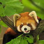 Red Panda