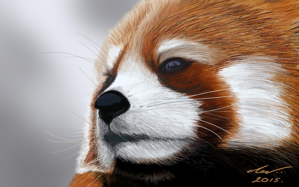 Red Panda 2 by niveky on DeviantArt
