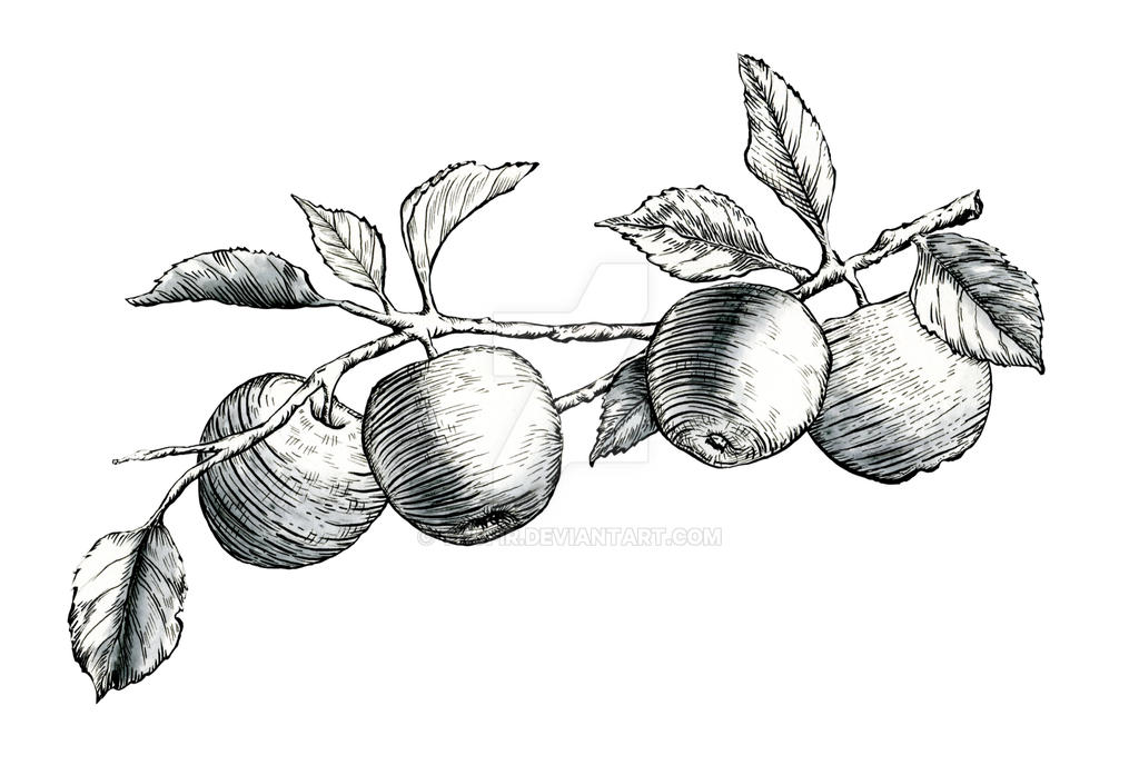 Apples ink drawing by Thufir on DeviantArt