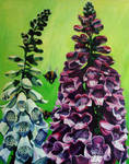 Foxgloves in Summer by tonyarama