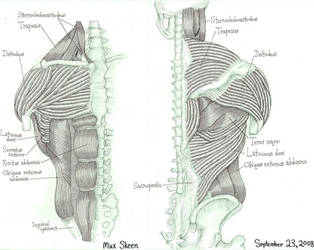 Human Anatomy, Exhibit A