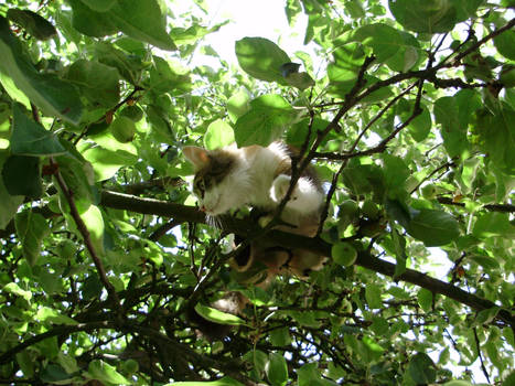 Cat on the apple tree