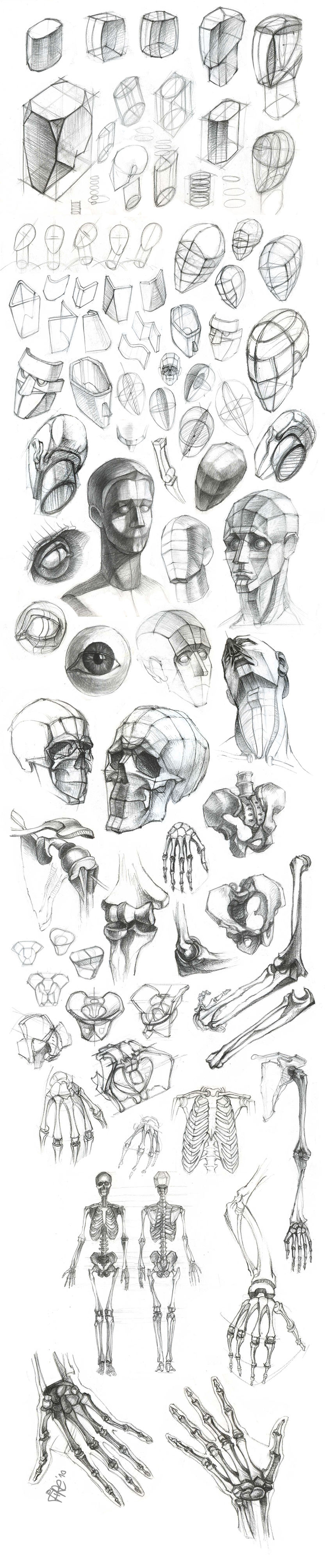 anatomy sketches