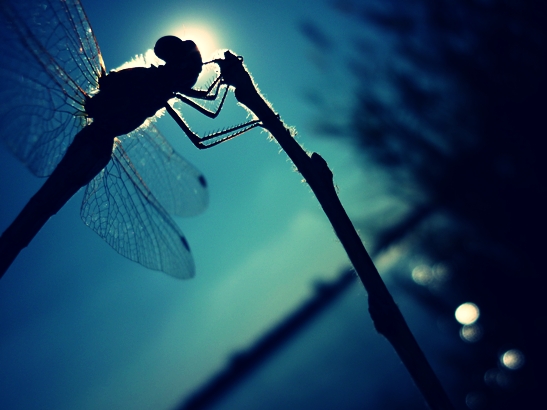 Dragonfly on the sky