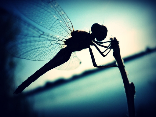 Dragonfly02