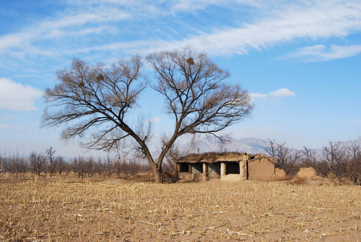 Farmland in winter, north China