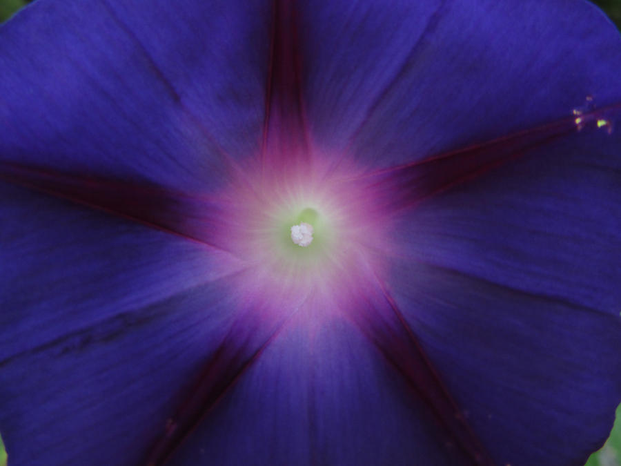 Purple Morning Glory 2