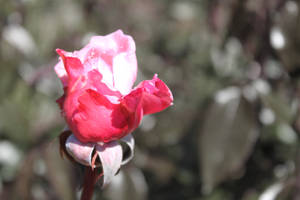 Red Roses