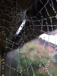 spiders at dawn