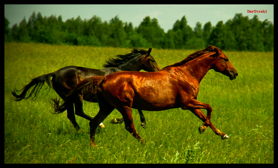 Horses 2